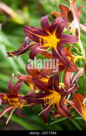 Hemerocallis Brunette brun foncé Daylilies fleurs plante Banque D'Images