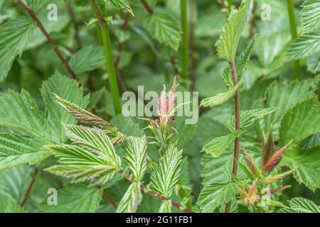 Très jeunes, ailées de pourpre rouge, feuilles de Meadowsweet / Filipendula ulmaria dans le fossé de bord de route. Une fois utilisé comme plante médicinale pour le contenu semblable à l'aspirine. Banque D'Images