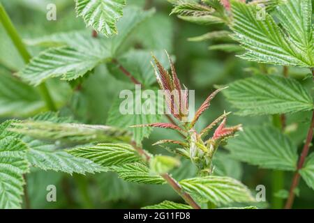 Très jeunes, ailées de pourpre rouge, feuilles de Meadowsweet / Filipendula ulmaria dans le fossé de bord de route. Une fois utilisé comme plante médicinale pour le contenu semblable à l'aspirine. Banque D'Images