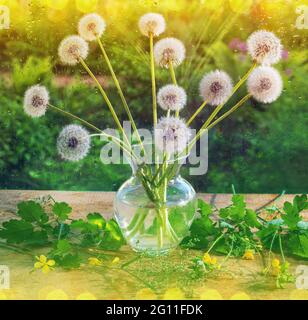 encore la vie dans un vase en verre fleurs sauvages pissenlits blancs sur une table en bois Banque D'Images