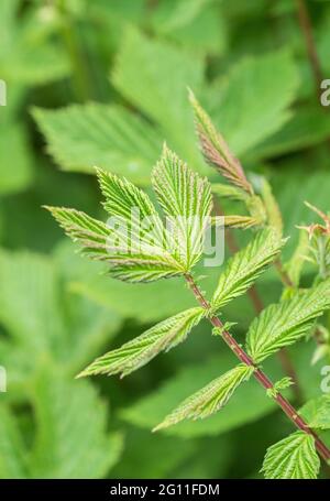 Très jeunes, ailées de pourpre rouge, feuilles de Meadowsweet / Filipendula ulmaria dans le fossé de bord de route. Une fois utilisé comme plante médicinale pour le contenu semblable à l'aspirine. Banque D'Images