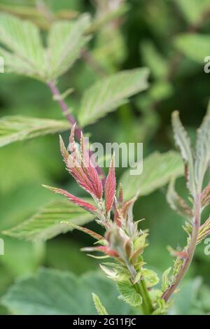 Très jeunes, ailées de pourpre rouge, feuilles de Meadowsweet / Filipendula ulmaria dans le fossé de bord de route. Une fois utilisé comme plante médicinale pour le contenu semblable à l'aspirine. Banque D'Images