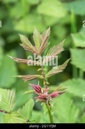 Très jeunes, ailées de pourpre rouge, feuilles de Meadowsweet / Filipendula ulmaria dans le fossé de bord de route. Une fois utilisé comme plante médicinale pour le contenu semblable à l'aspirine. Banque D'Images