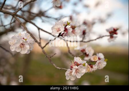 Floraison d'arbres fruitiers au printemps Banque D'Images