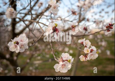 Floraison d'arbres fruitiers au printemps Banque D'Images