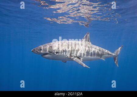 Mexique, île de Guadalupe, Grand requin blanc sous l'eau Banque D'Images