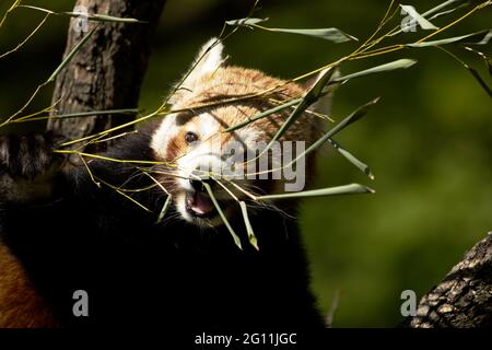 Red Panda - allures sprout en bambou nourrissant Banque D'Images