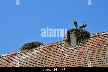 Le nid de Stork sur le toit d'une maison de l'Ecomusée d'Alsace à Ungersheim Banque D'Images