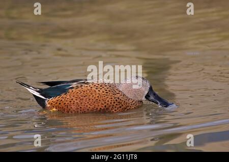 Une pelle butte rouge, Aas platalea, sur l'eau Banque D'Images