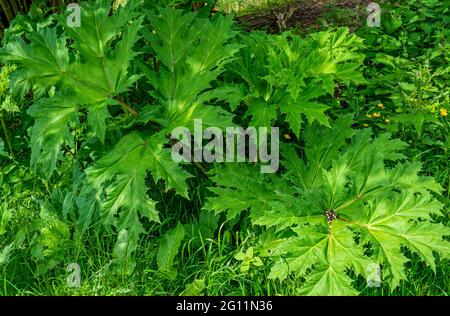 Gros plan des feuilles de Hotweed (Heracleum sphondylium) Banque D'Images