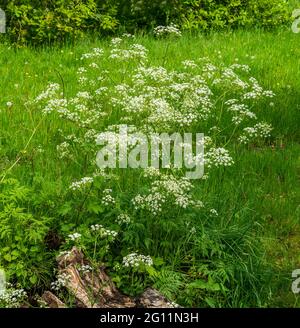 Gros plan du persil de vache (Anthriscus sylvestris) Banque D'Images