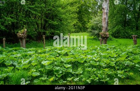 Vue dans le parc avec feuilles de Butterbur (Petasites hybridus) et saules pollinés Banque D'Images