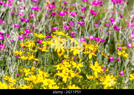 Coreopsis verticillata fleurs jaunes Lychnis coronaria fleurs de jardin mixtes juin Rose jaune campion Banque D'Images