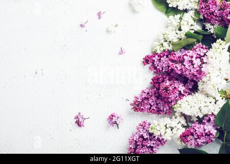 Fleurs de lilas violet et blanc sur fond blanc. Banque D'Images