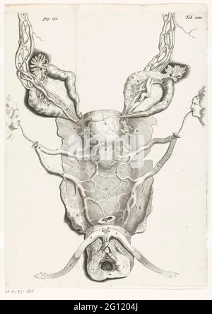 Utérus (utérus), agrandi. En 1672, le médecin et l'anatomiste Reinier de Graaf publia son organis de mulierum sur les organes reproducteurs féminins, avec des empreintes anatomiquement correctes par Hendrik Bary, et certains avec peu de blagues. De Graaf a été le premier à conclure qu’un fœtus était le produit non seulement de la semence d’un homme, mais aussi de l’œuf d’une femme. Il découvrit ce qu'il appelait les cloques, qui plus tard devint connu sous le nom de follicules de Graafian. Banque D'Images