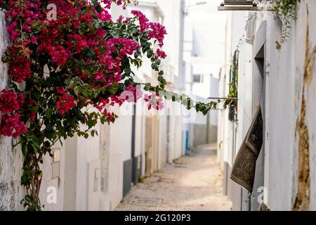 Rue étroite avec des maisons blanches et des fleurs à Olhao, Algarve, Portugal Banque D'Images