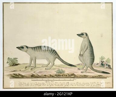 Suricata suricata (Meerkats). Deux tartes à bâtonnets (Suricata surigatta), également connues sous le nom de gomme, dans le Khoi Garaaq; avec de l'échelle à Rijnlandse Maat. Banque D'Images