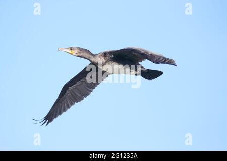 Phalacrocoracidés (cormorans) Banque D'Images