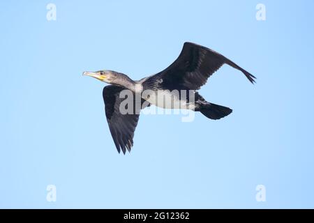 Phalacrocoracidés (cormorans) Banque D'Images