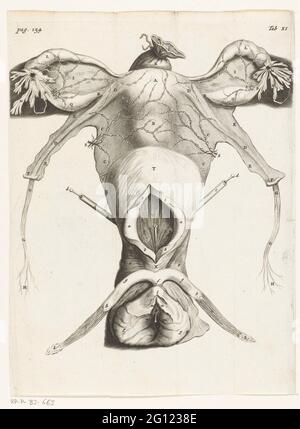 Illustration anatomique des organes génitaux féminins. En 1672, le médecin et l'anatomiste Reinier de Graaf publia son organis de mulierum sur les organes reproducteurs féminins, avec des reproductions d'Hendrik Bary. De Graaf a été le premier à conclure qu’un fœtus était le produit non seulement de la semence d’un homme, mais aussi de l’œuf d’une femme. Il découvrit ce qu'il appelait les cloques, qui plus tard devint connu sous le nom de follicules de Graafian. Banque D'Images