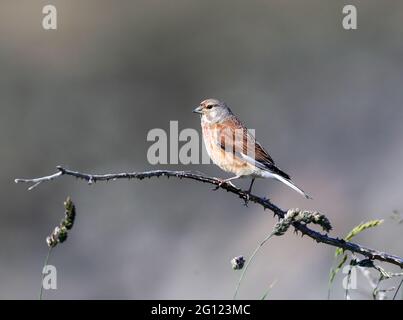 Linnet mâle (Linaria cannabina) Banque D'Images