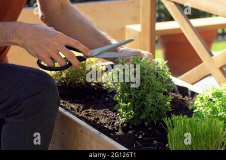 cueillir des herbes fraîches cultivées sur un lit surélevé sur un balcon Banque D'Images