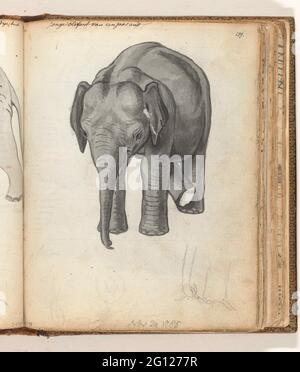 Jeune éléphant. Blackwitting d'un éléphant d'un an et un croquis de crayon de sa jambe et de son tronc. Avec inscription. Pièce de Jan Brandes, carnet d'esquisses DL. 2 (1808), p. 139. Banque D'Images