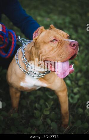 Jaune et blanc beau mâle américain Pitbull terrier près de son propriétaire. Banque D'Images