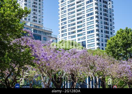 Argentine Buenos Aires Plaza San Martin parc espace vert Jacaranda mimosifolia arbre subtropical bleu violet fleurs florissant hauteur appartement buil Banque D'Images
