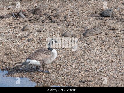 Bernache du Canada solitaire / Branta canadensis (peut-être sous-espèce) au bord de la rivière Fowey à Lostwithiel, en Cornouailles. Les espèces peuvent être une nuisance. Banque D'Images