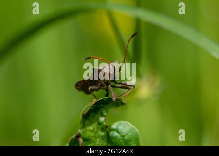 Brown Shield Bug ou stik Bug sur une feuille verte dans une vue frontale rapprochée sur la tête contre un bokeh extérieur avec espace de copie Banque D'Images