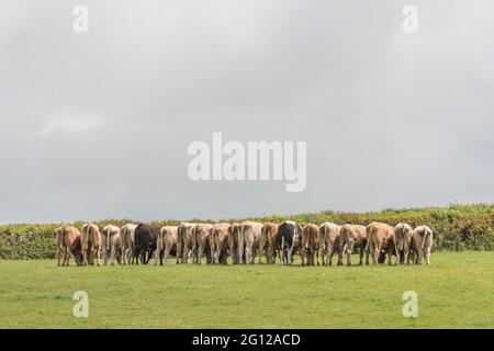 Ligne de jeunes bovins de boucherie manger le supplément alimentaire juste fourni par l'agriculteur. Tir à distance pris à travers le champ avec des DDL très minces à l'arrière des animaux. Banque D'Images