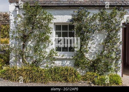 L'image est celle des cottages des jardins botaniques royaux de Port Logan, près de Stranraer, sur la péninsule Dumfries Galloway. Banque D'Images