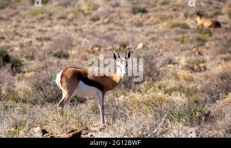 Antilope de Springbok isolée dans un veld sec en Afrique du Sud Banque D'Images