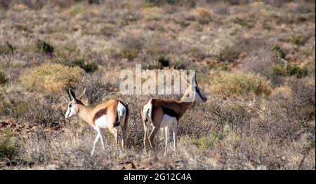 Antilope de Springbok isolée dans un veld sec en Afrique du Sud Banque D'Images