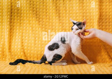 Femme A La Course De White Devon Rex Cat Chat A Poil Court De Race Anglaise Sur Fond De Plaid Jaune Animal De Compagnie Shorthair Photo Stock Alamy Femme A La Course De White Devon Rex Cat Chat A Poil Court De Race Anglaise Sur Fond De Plaid Jaune Animal De Compagnie Shorthair Photo Stock Alamy