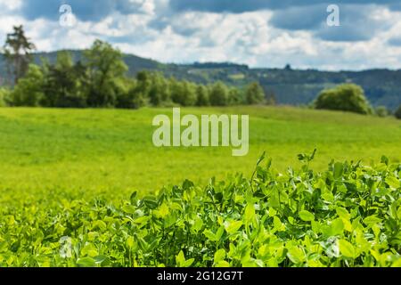 Congé de trèfle sélectif et ciel bleu. Paysage agricole en République tchèque. Alimentation de bétail. Trèfle vert Banque D'Images