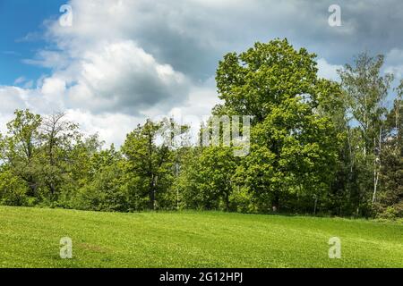 Un grand chêne sur le bord d'un champ vert. Paysage agricole en République tchèque. Chêne vert. Banque D'Images