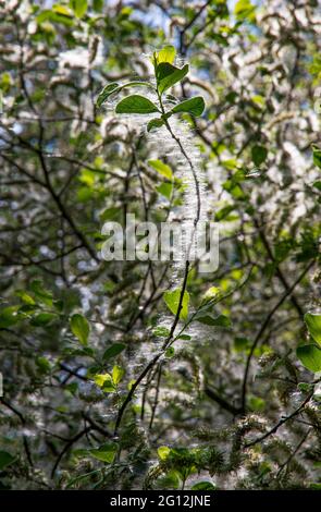 Graines de saule blanc Banque D'Images