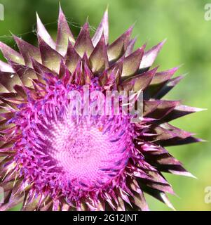 Une image en gros plan d'une floraison à un stade précoce d'un chardon-musc violet (Carduus nutans) dans une prairie. Banque D'Images