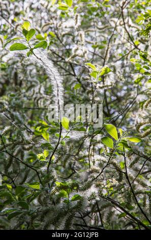 Graines de saule blanc Banque D'Images