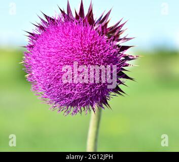 Une image en gros plan de la fleur pourpre d'un chardon musqué (Carduus nutans) dans une prairie. Banque D'Images