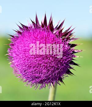 Une image en gros plan de la fleur pourpre d'un chardon musqué (Carduus nutans) dans une prairie. Banque D'Images