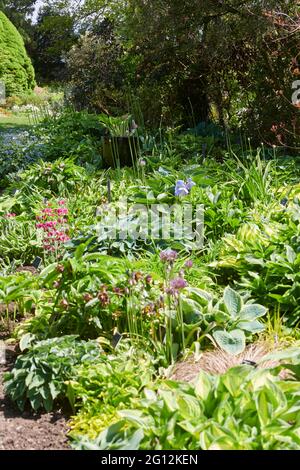 HostA est un genre de plantes communément connu sous le nom d'hostas, de lys plantain et parfois sous le nom japonais gibōshi. Les hostas sont largement cultivés Banque D'Images