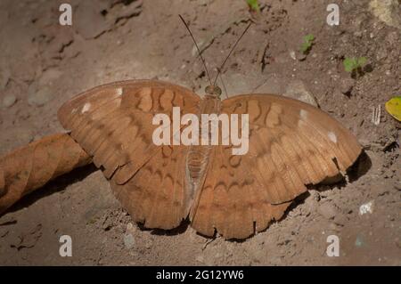 Le Baron commun papillon (Euthalia aconthea) boue puddling , c'est-à-dire, aspirant le liquide de la zone humide. Photo prise à Sikkim, Inde. Banque D'Images