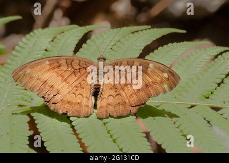 Le Baron commun papillon (Euthalia aconthea) boue puddling , c'est-à-dire, aspirant le liquide de la zone humide. Photo prise à Sikkim, Inde. Banque D'Images