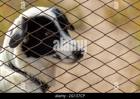 Un chien de garde blanc avec des taches noires sur son corps derrière une clôture. Banque D'Images