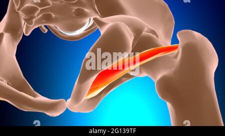 Obturator exterus muscle Anatomy for Medical concept 3D Illustration Banque D'Images