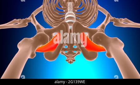 Obturator exterus muscle Anatomy for Medical concept 3D Illustration Banque D'Images