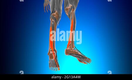 Flexor hallucinis muscle long Anatomy for Medical concept 3D Illustration Banque D'Images